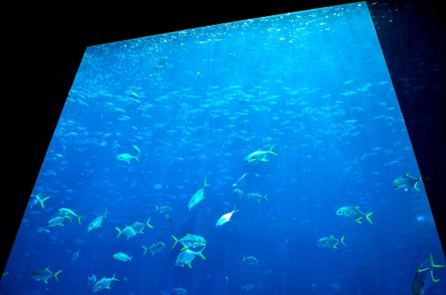 A large aquarium tank with numerous fish swimming in a deep blue water environment. The scene captures the serene movement of the fish amidst the ambient light filtering through the water, highlighting the vibrant colors and reflections within the tank.