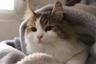 A fluffy cat being brushed calmly on a soft towel.