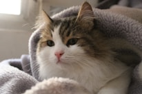 A fluffy cat calmly enjoying a bath with warm water and soothing care.