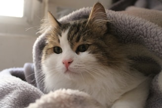 A fluffy cat being brushed calmly on a soft towel.