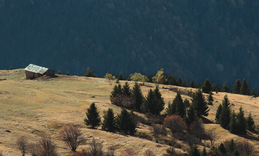 green pine trees