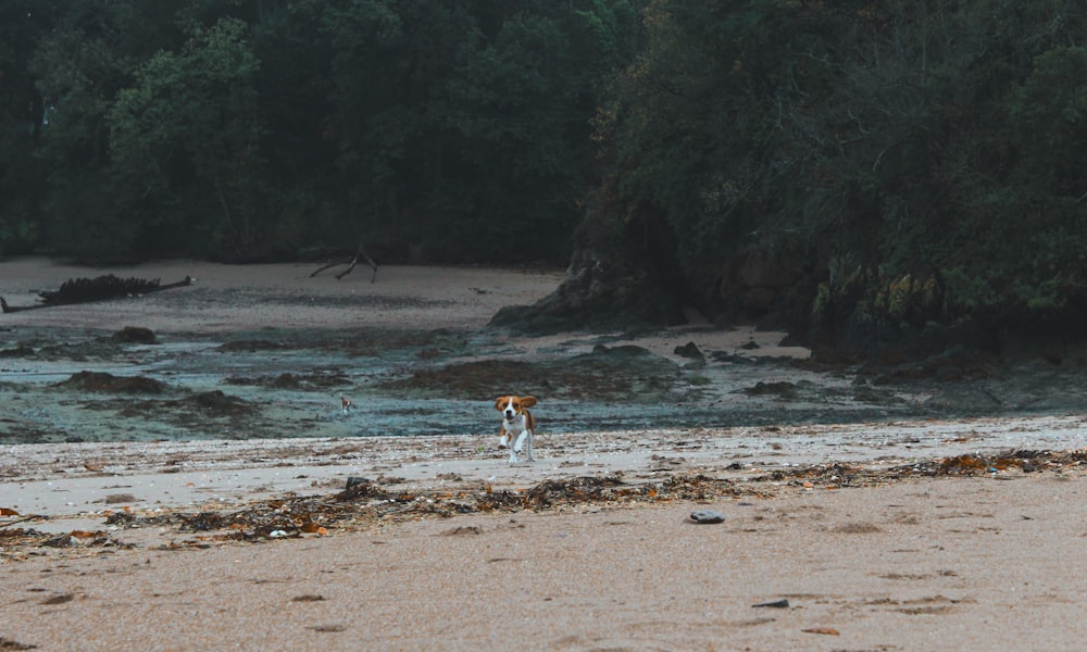 white and brown dog