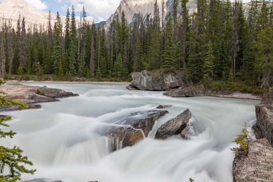 trees beside water stream in Yoho National Park Of Canada Canada