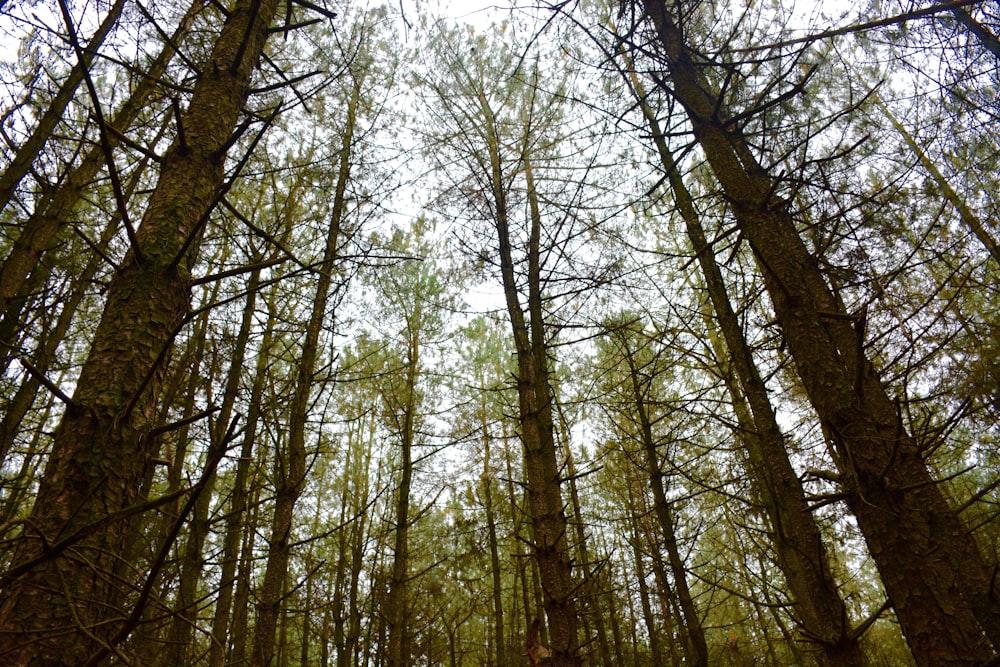 tall trees