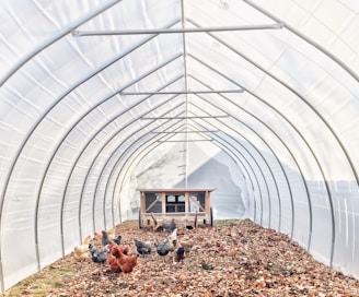 flock of chickens