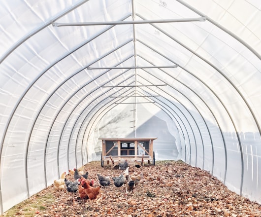 flock of chickens