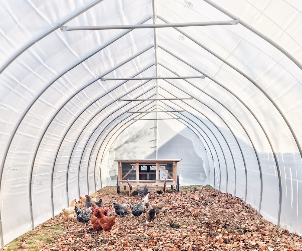 flock of chickens