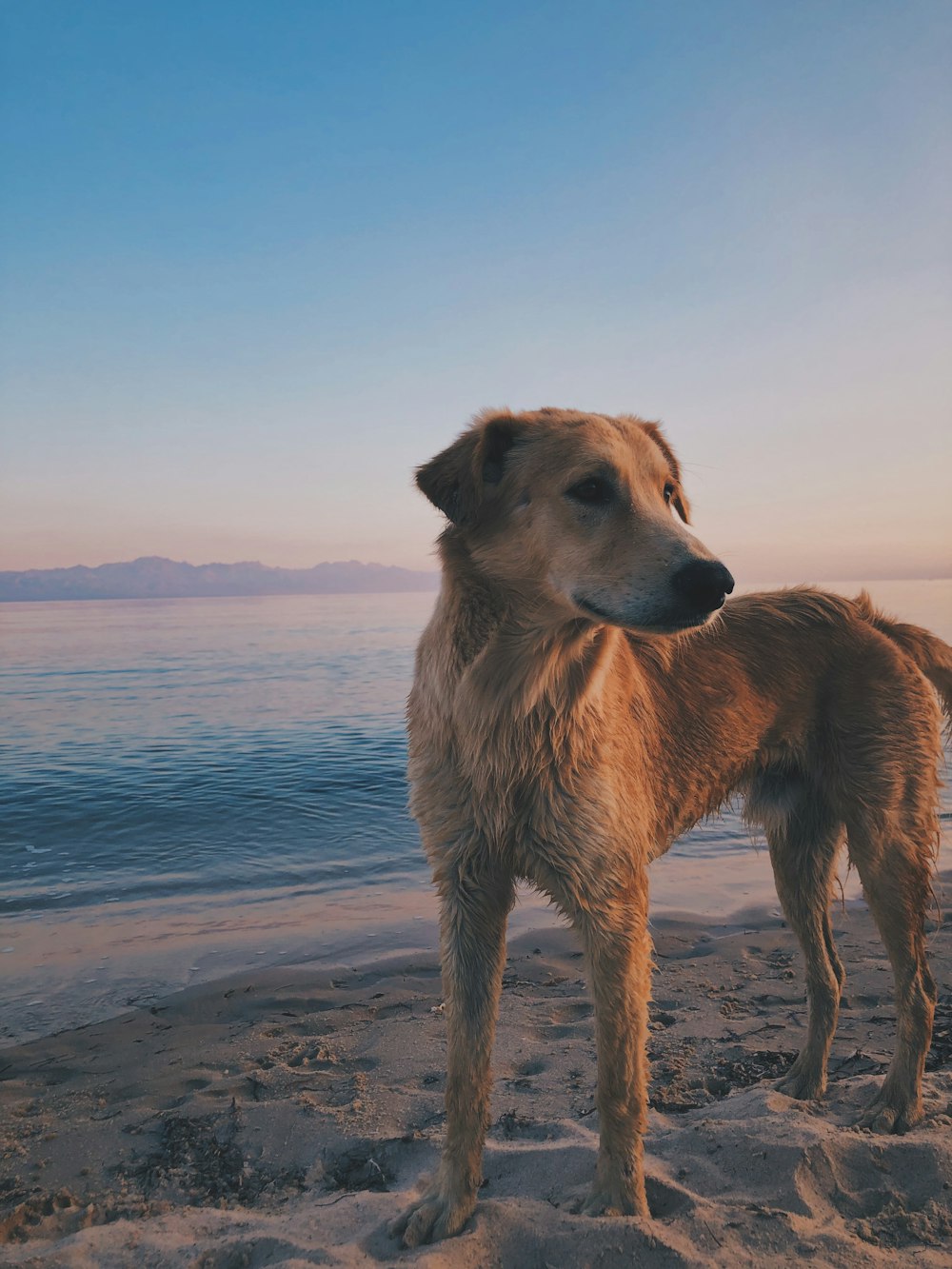 brown dog on shore