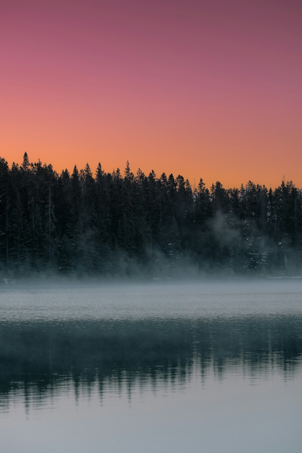 trees beside river