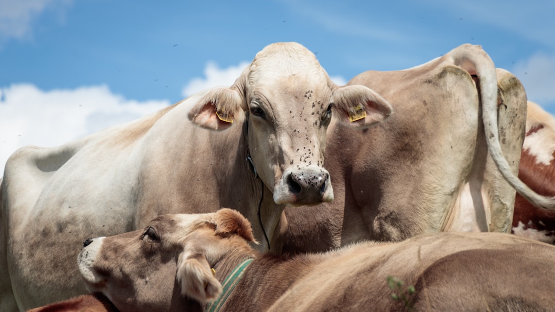 three brown cattle