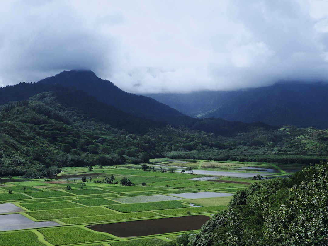 green crop field and mountains,