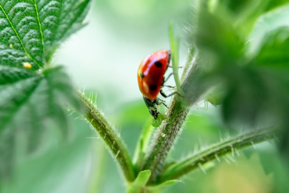 Roter und schwarzer Marienkäfer auf Pflanze