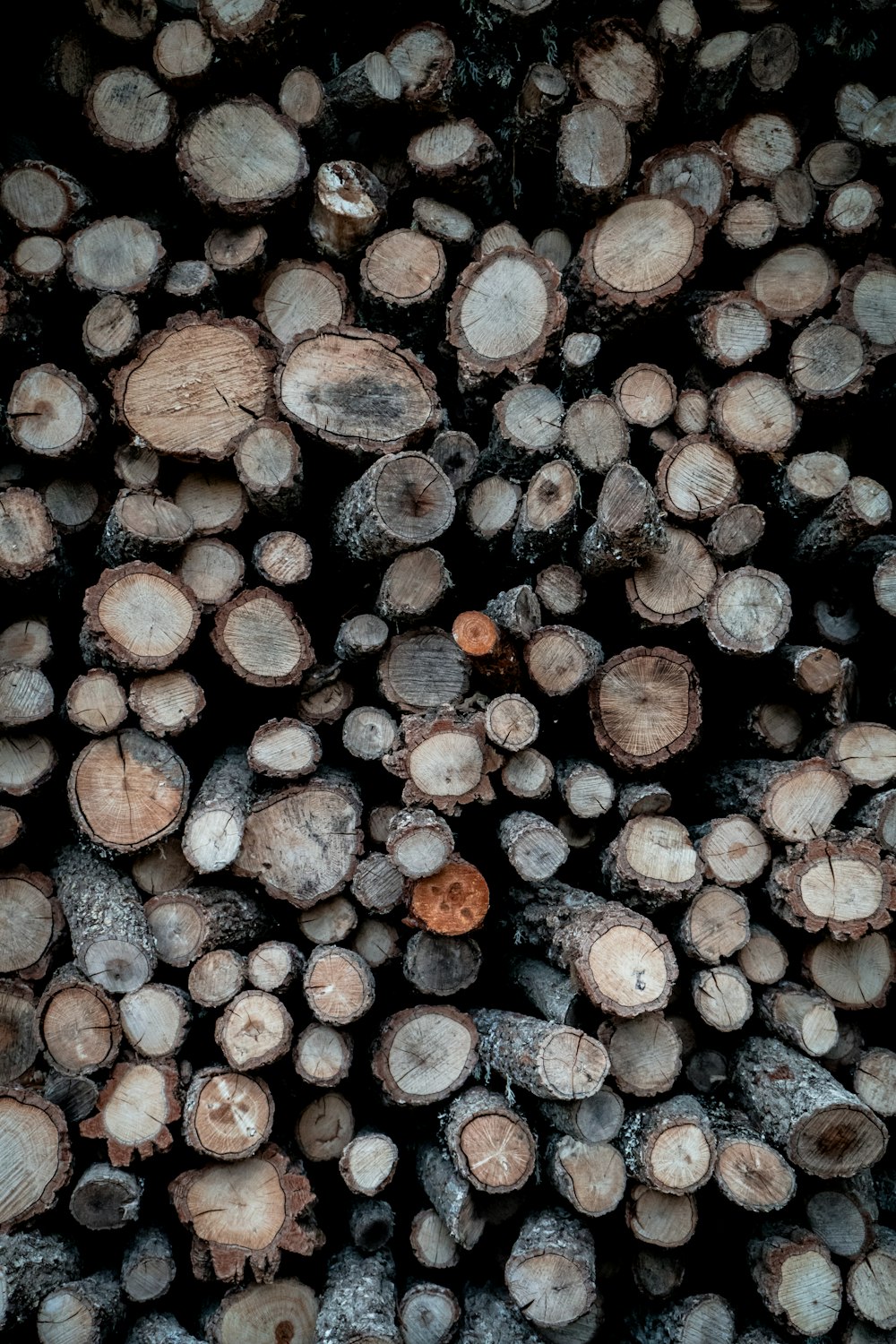 pile of logs