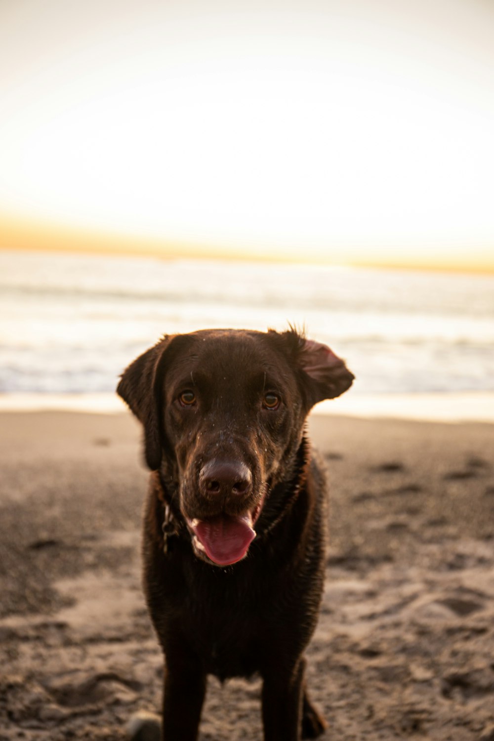 chien sur le rivage près d’un plan d’eau