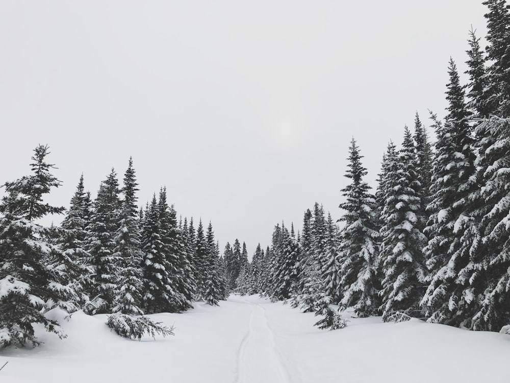 snow-covered trees