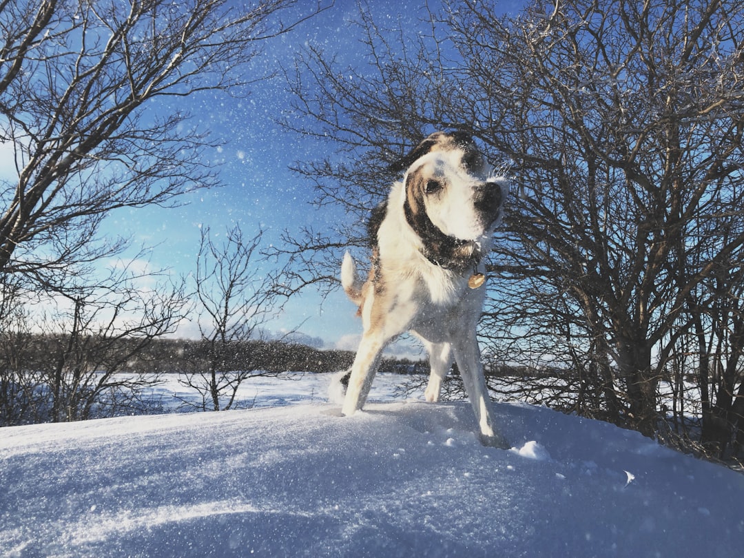 white dog standing on snowfield