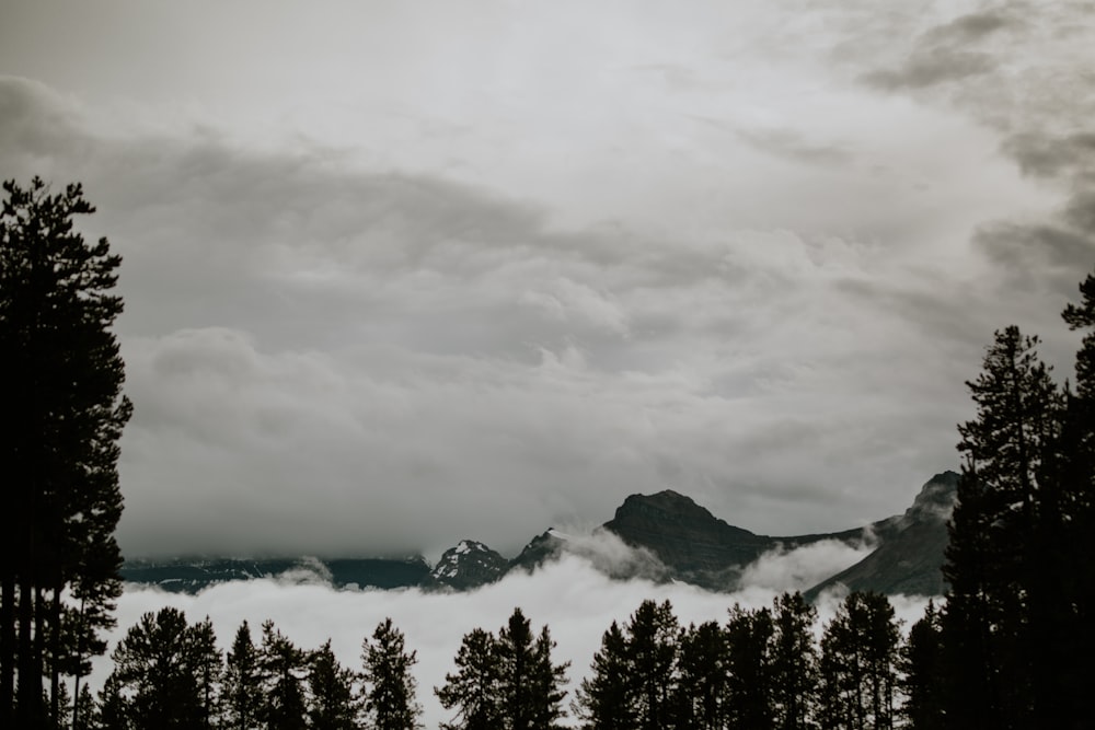 trees near clouds and mountain