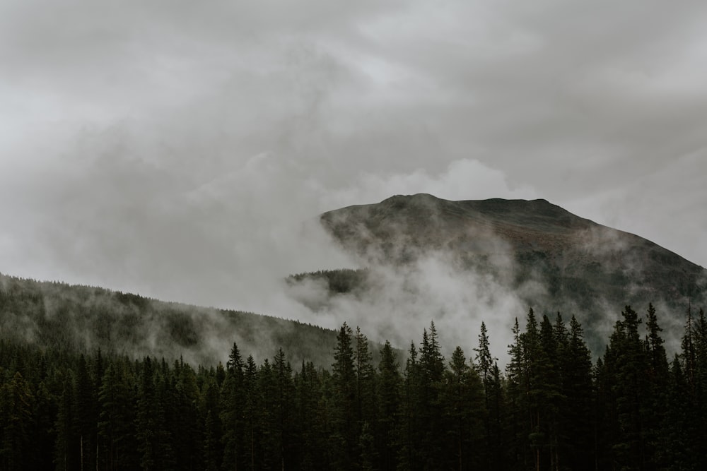 pine trees and mountain