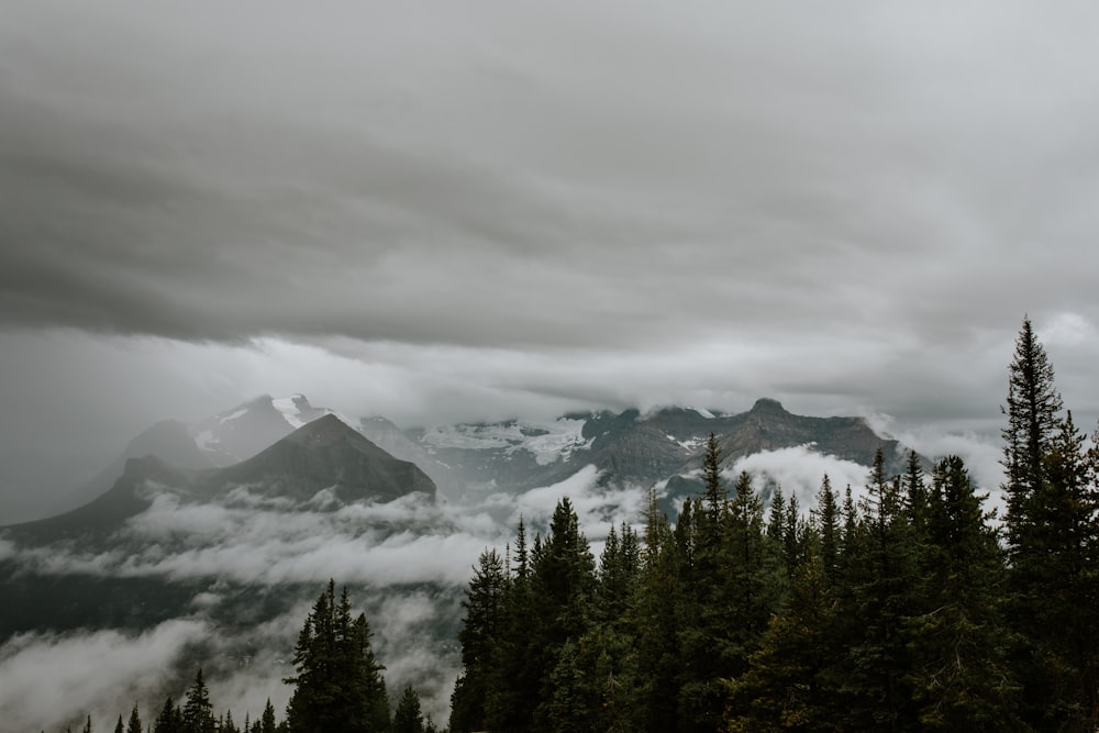 tall trees and mountains