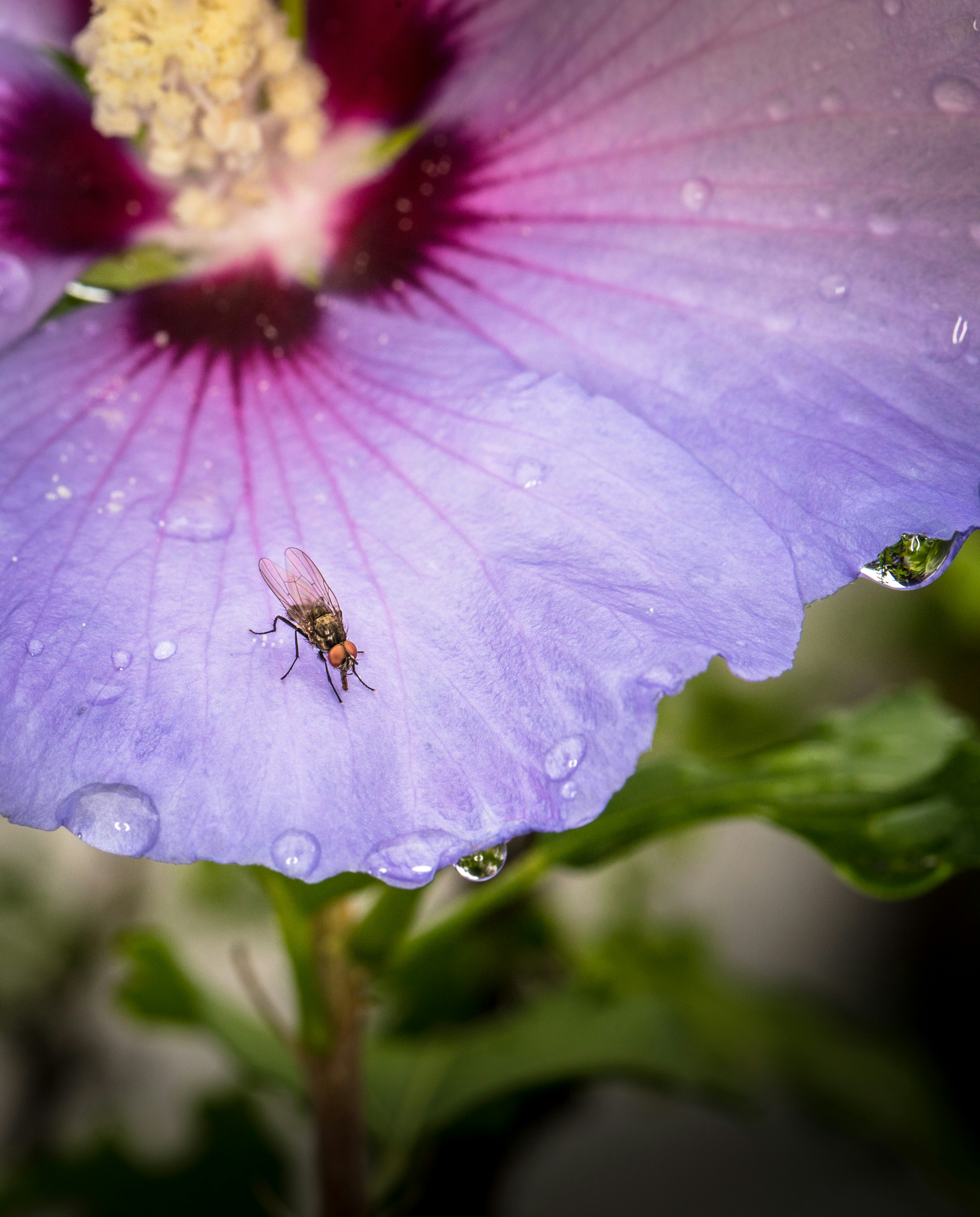 black fly on flower photo Free Flower Image on Unsplash