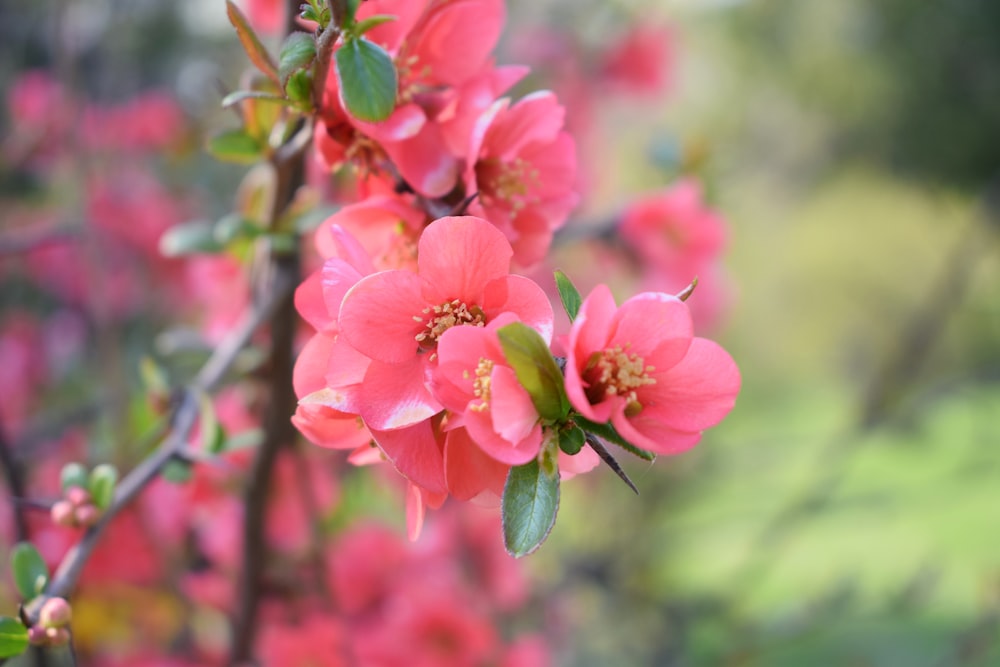 pink flowers