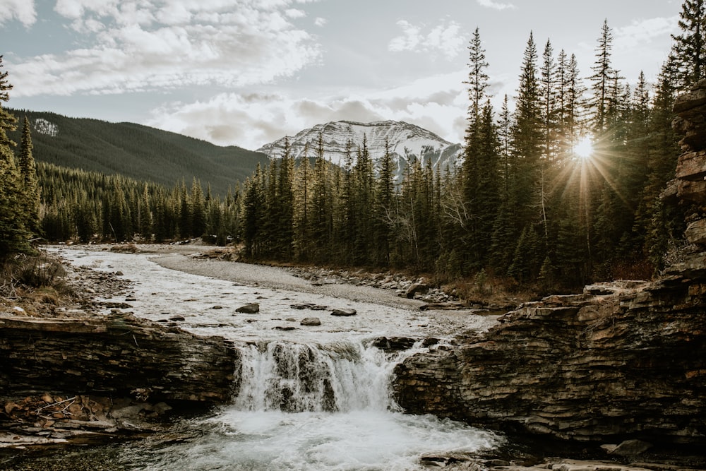 photography of river between pine trees during daytime