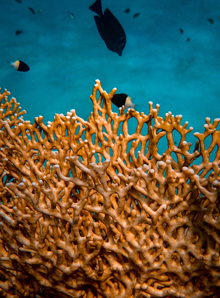Underwater view of coral reef structure with reef fish, illustrating the ecosystem now covered by parametric insurance