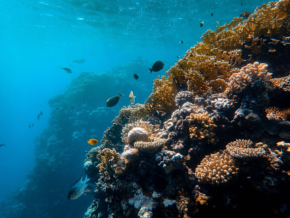 fish beside corals