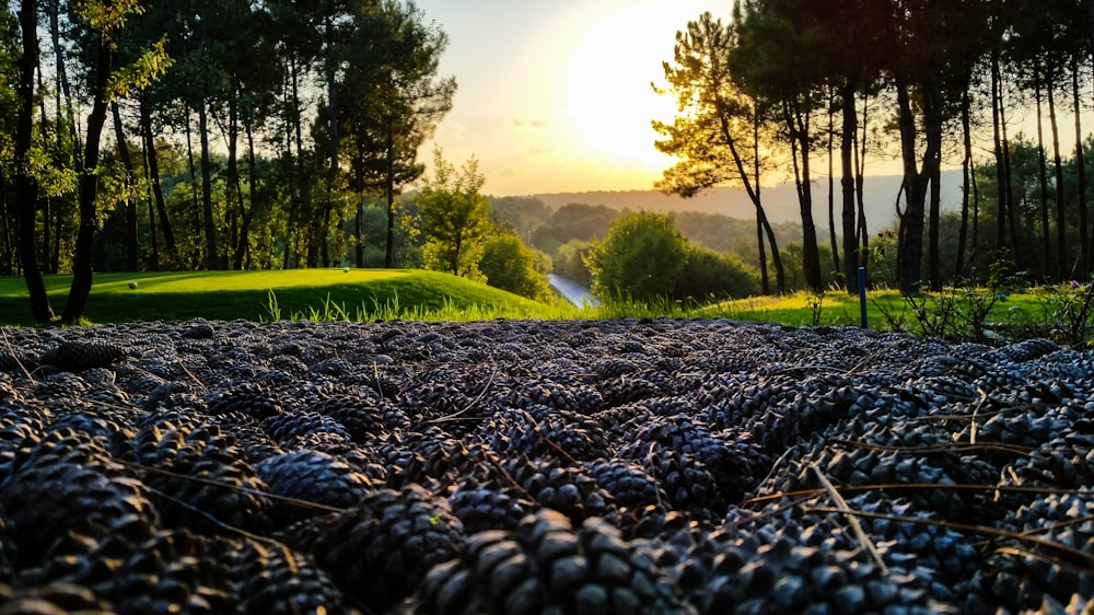 brown berries on field