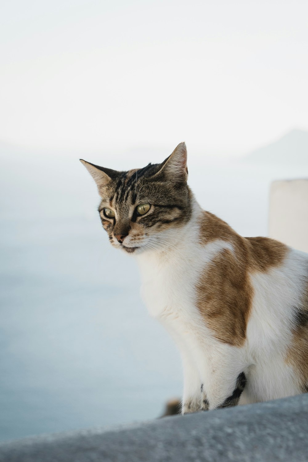 white and brown cat