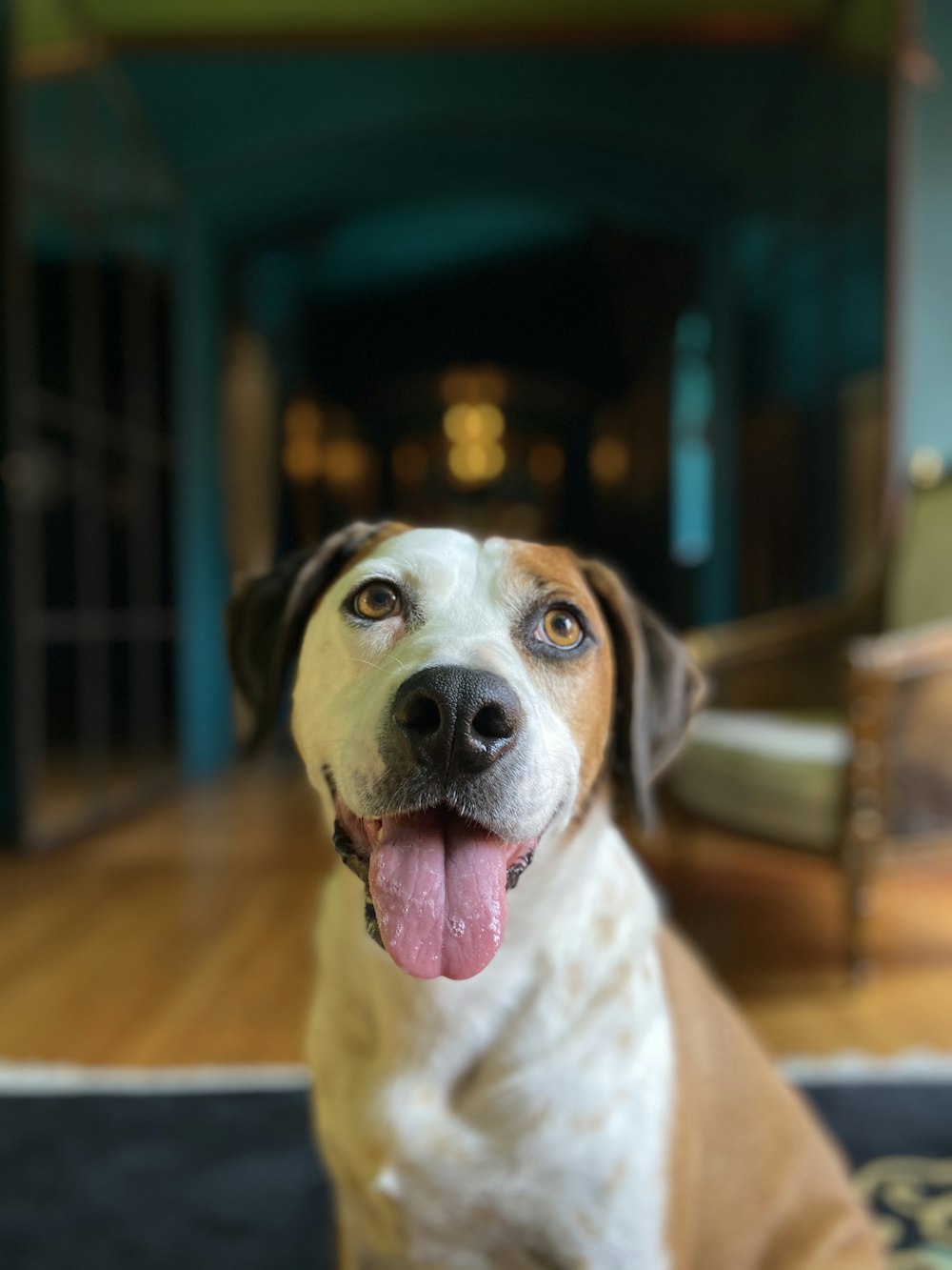 short-coated brown and white dog