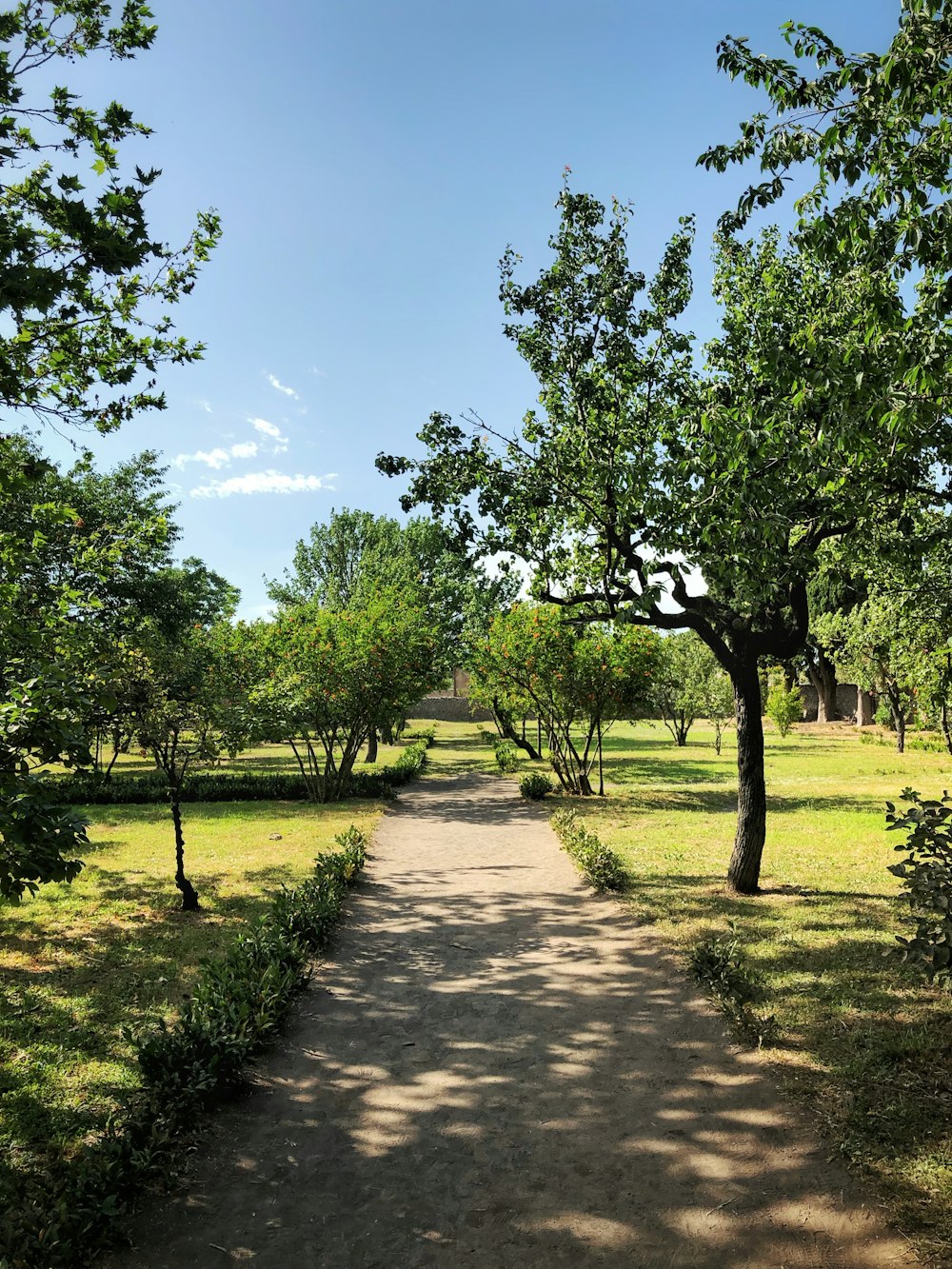 dirt road between trees