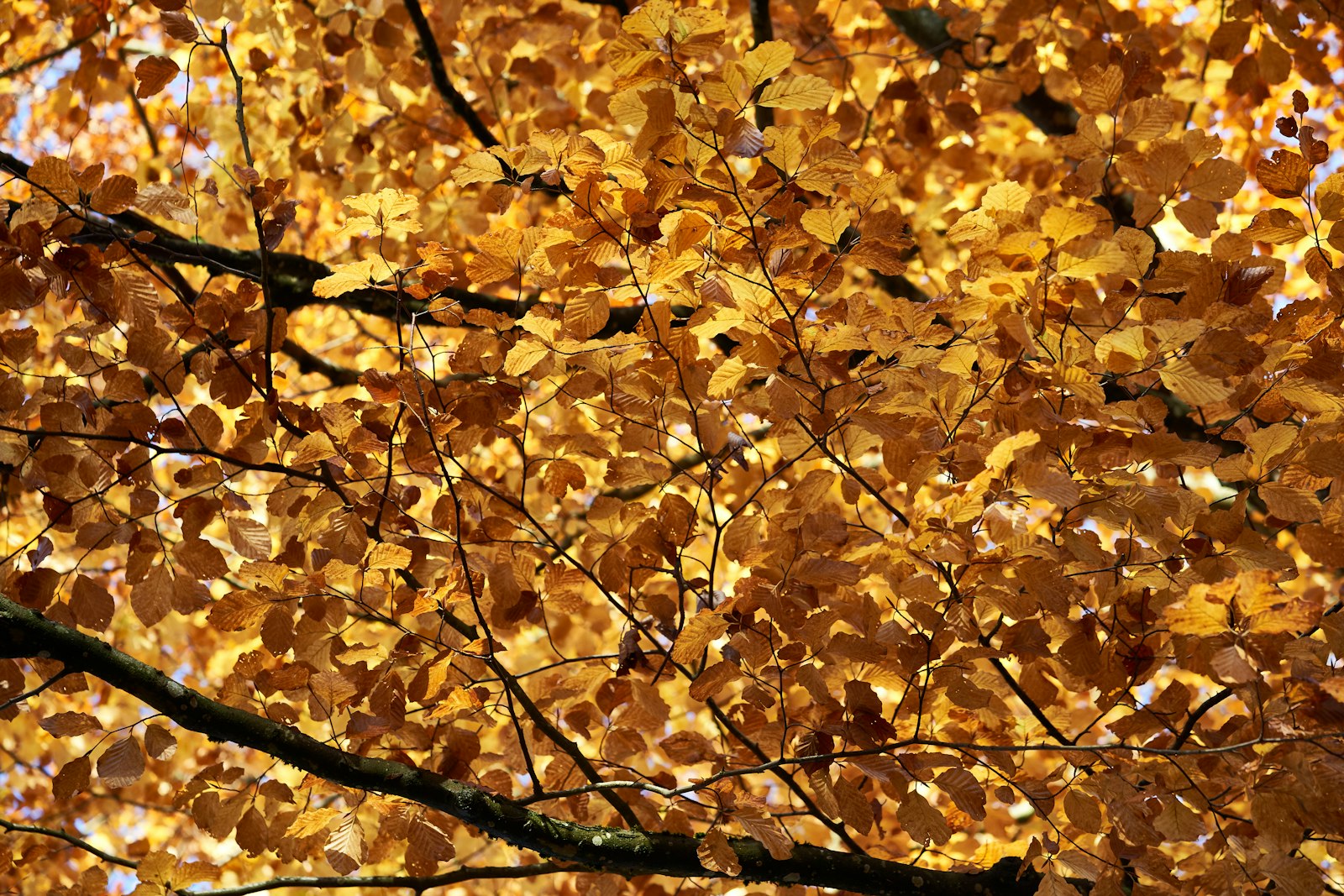 Sony a7 III sample photo. Yellow leafed tree photography