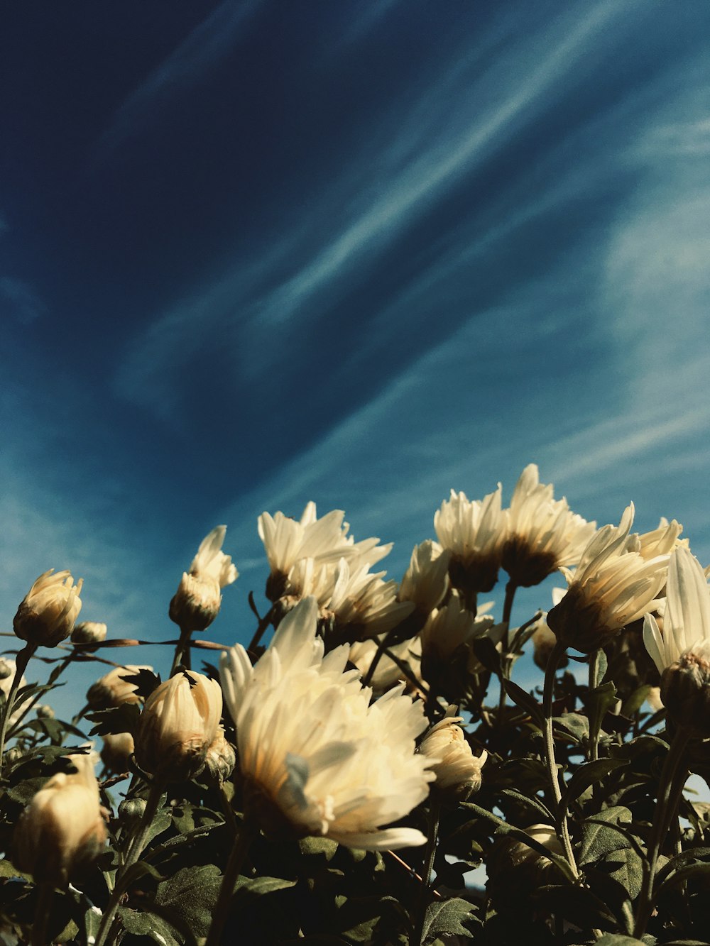 white petaled flowers