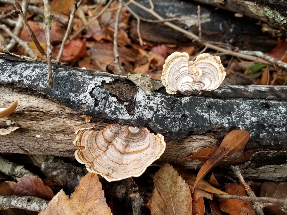 selective focus photography of brown mushrooms on fallen tree