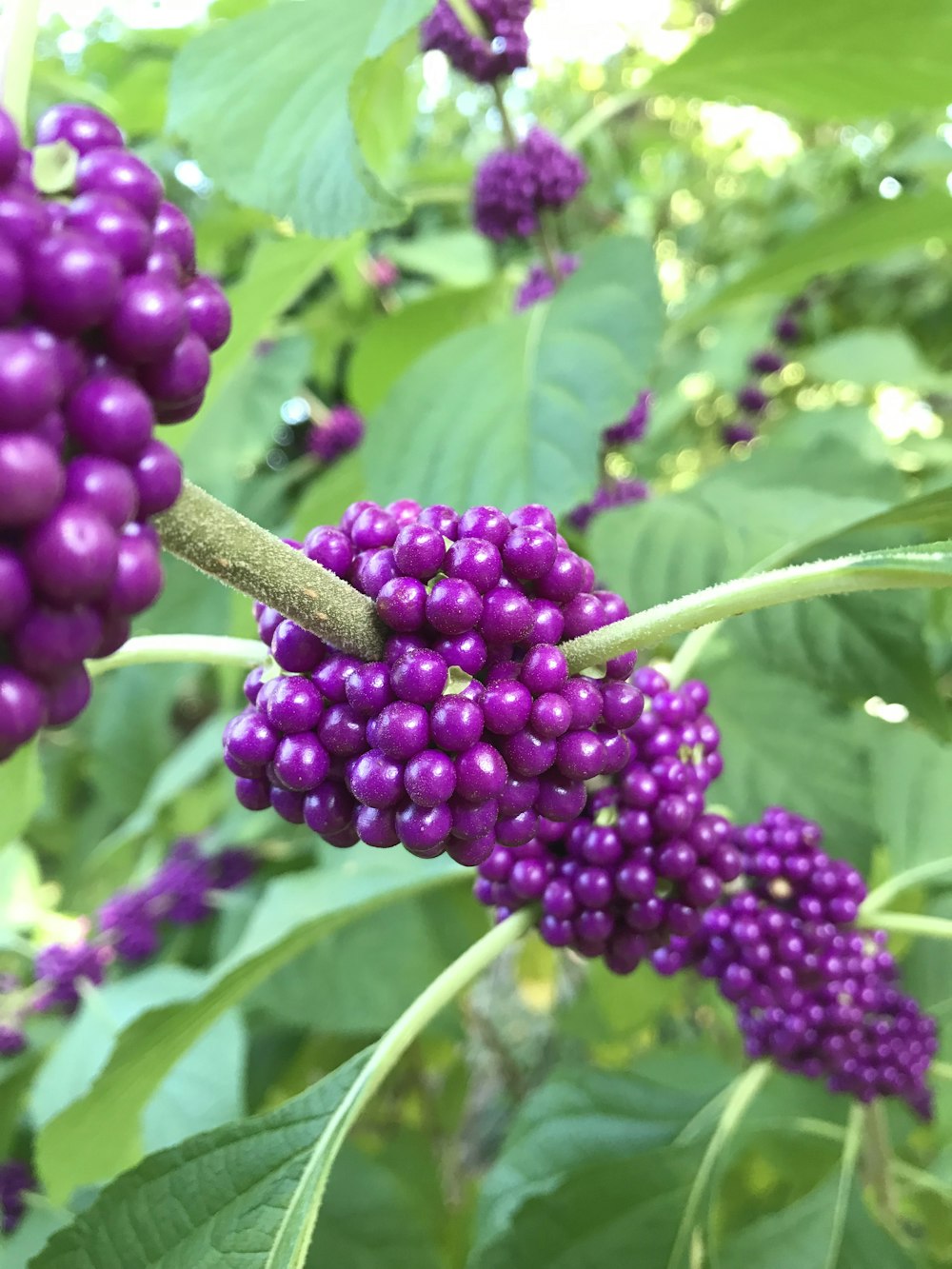 purple berries