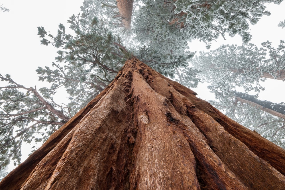 Photographie en gros plan d’un grand arbre vert et brun