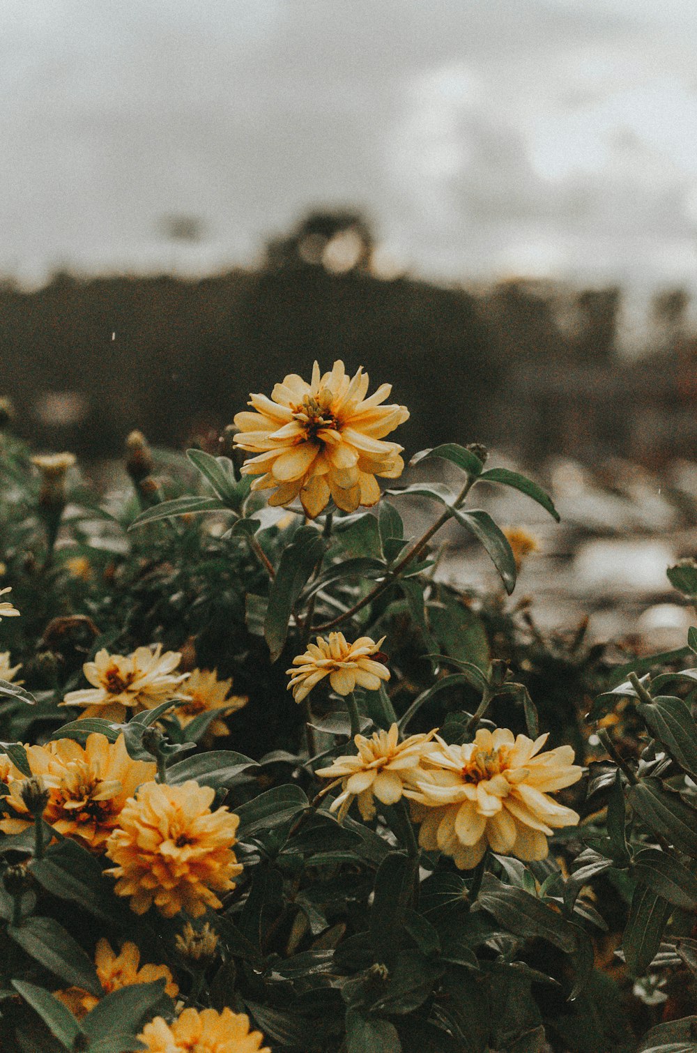 yellow flowers