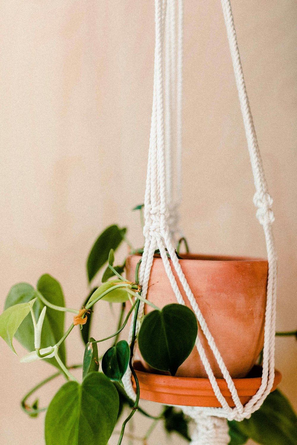 green leafed hanging plant