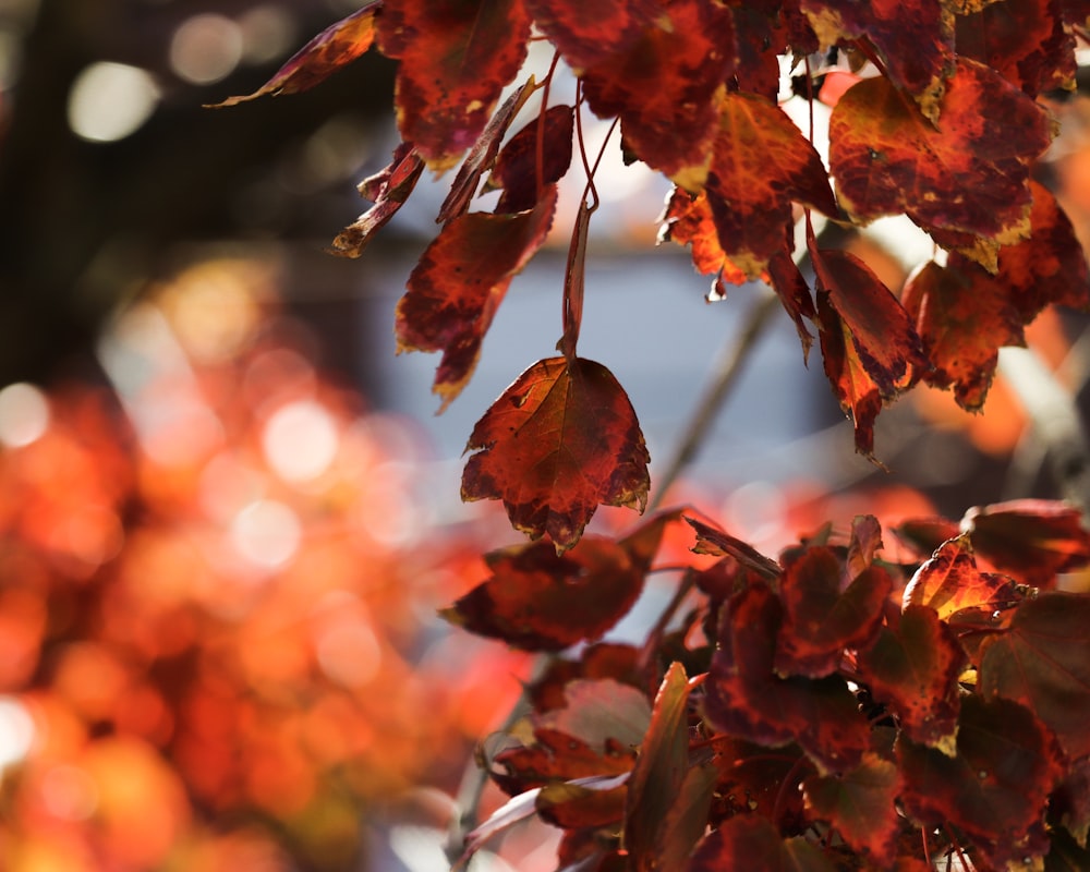 red leafed plant