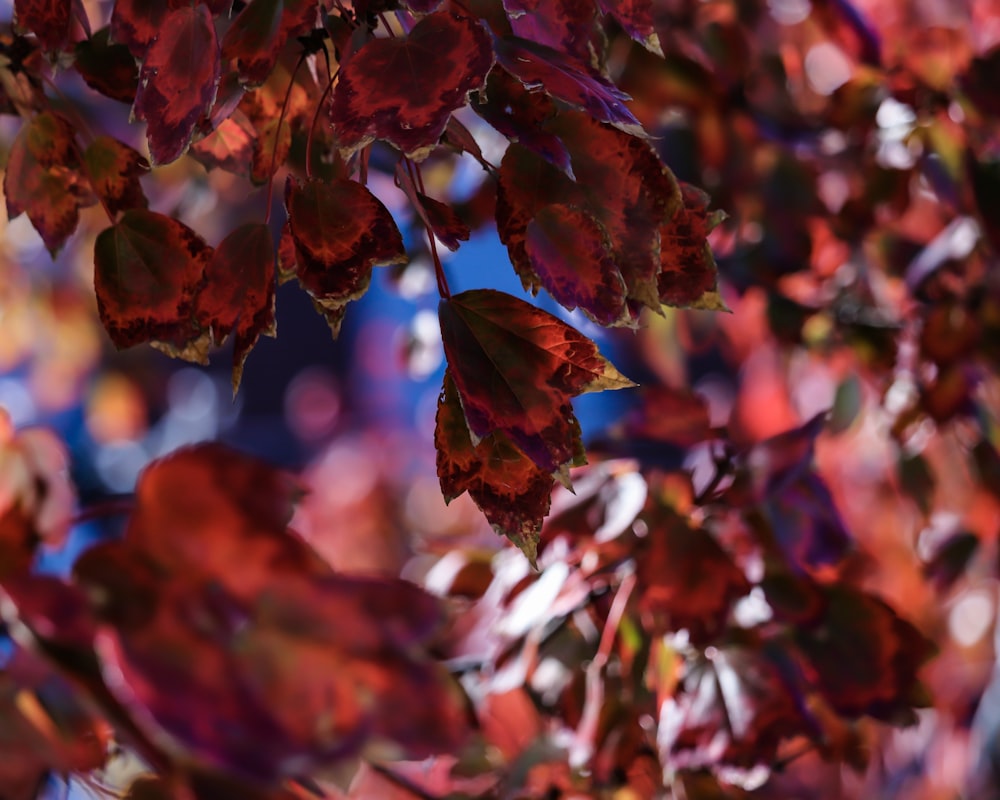 red plant