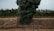 A vineyard field with rows of grapevines, featuring a large tree covered in leafy vines in the foreground. The ground is covered with dry leaves and soil, and the sky appears overcast.