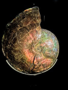 British Ammonite Fossil