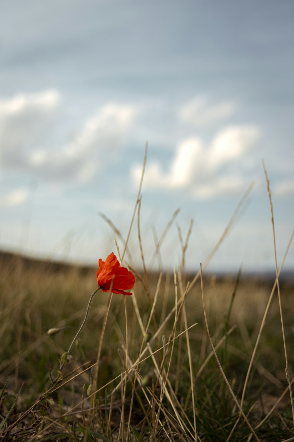 selective focus photography of red petaled flowers under cloudy sky during daytime