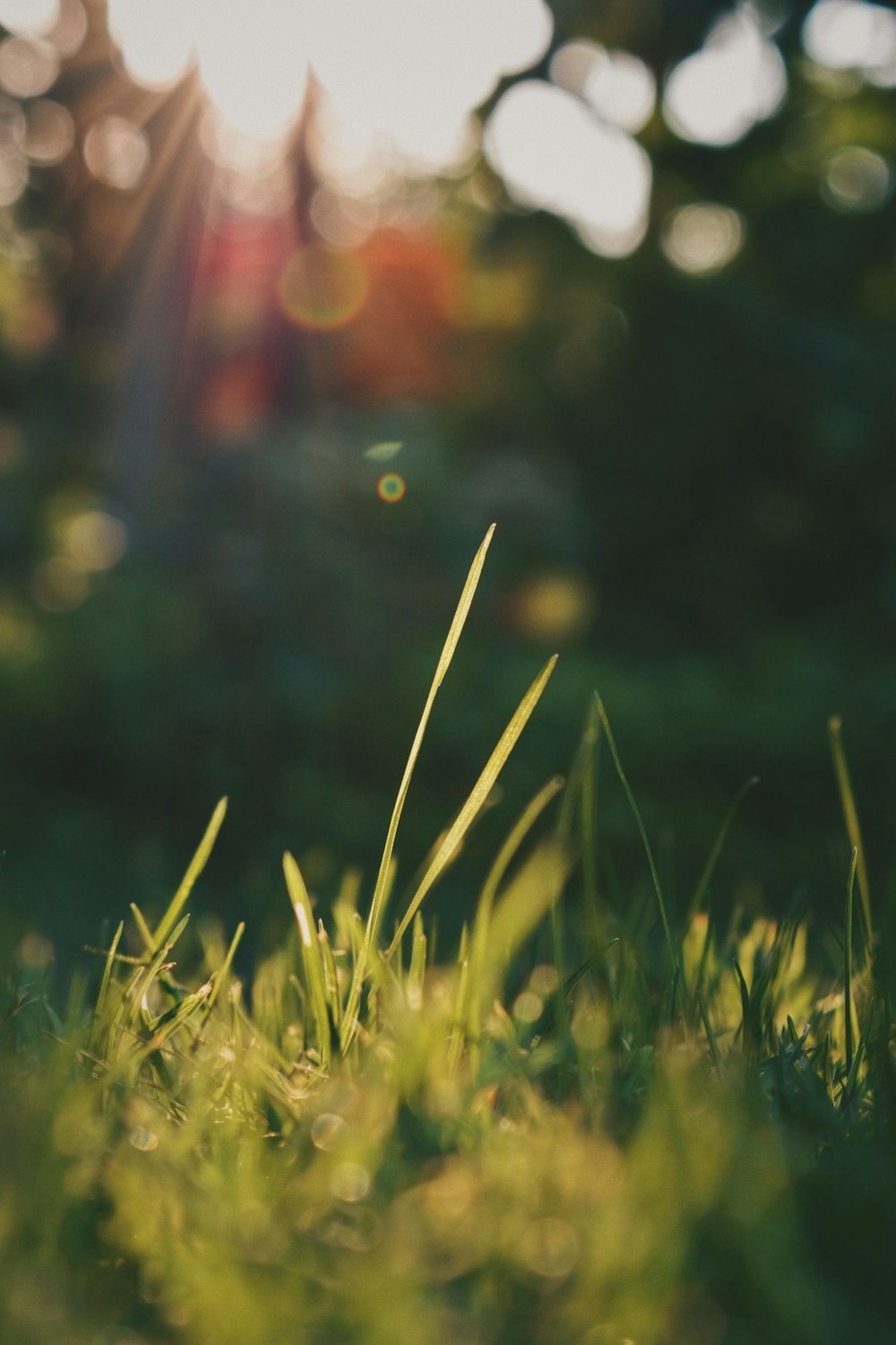 selective focus photography of green grass during daytime