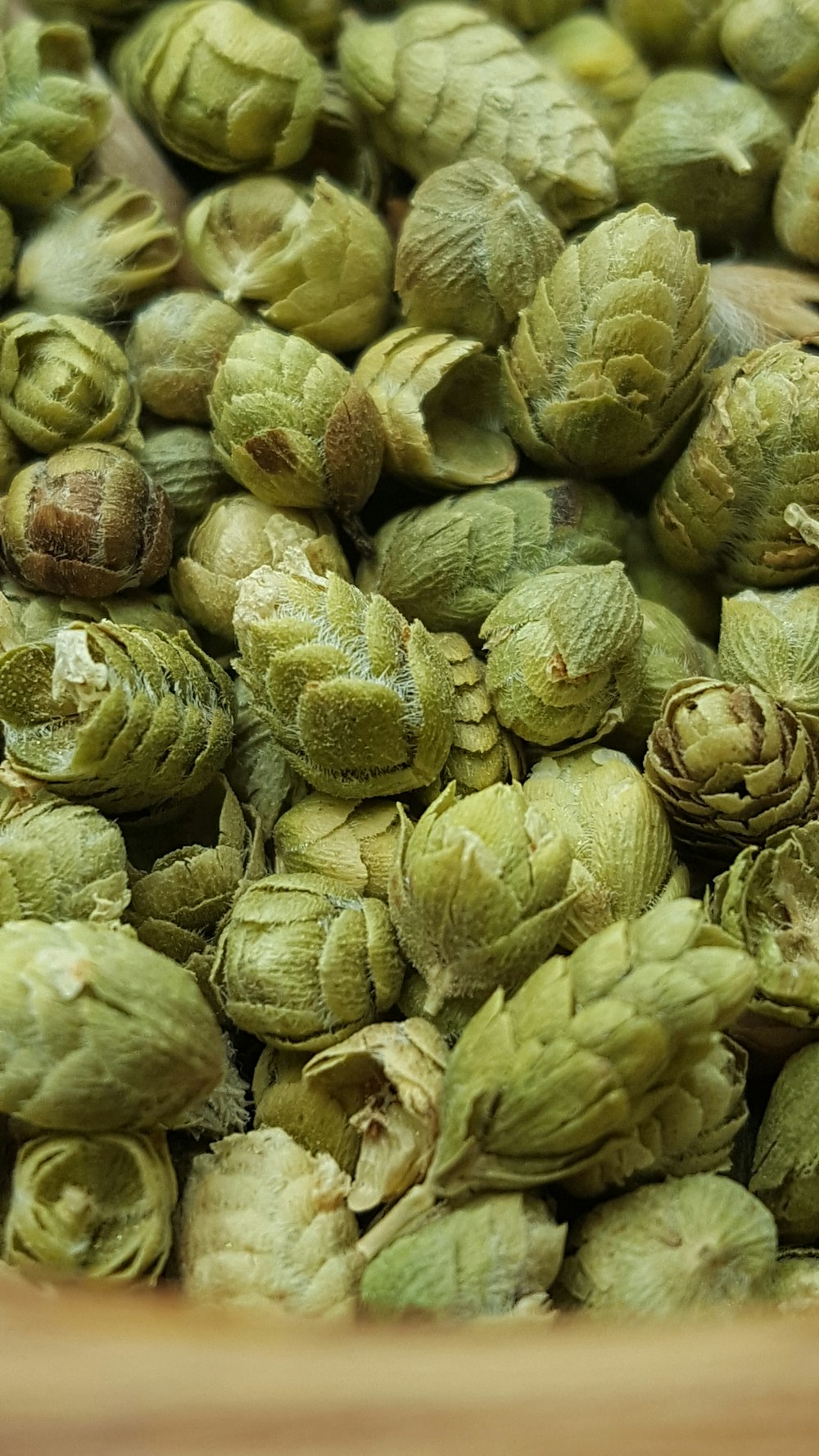 green pine cones