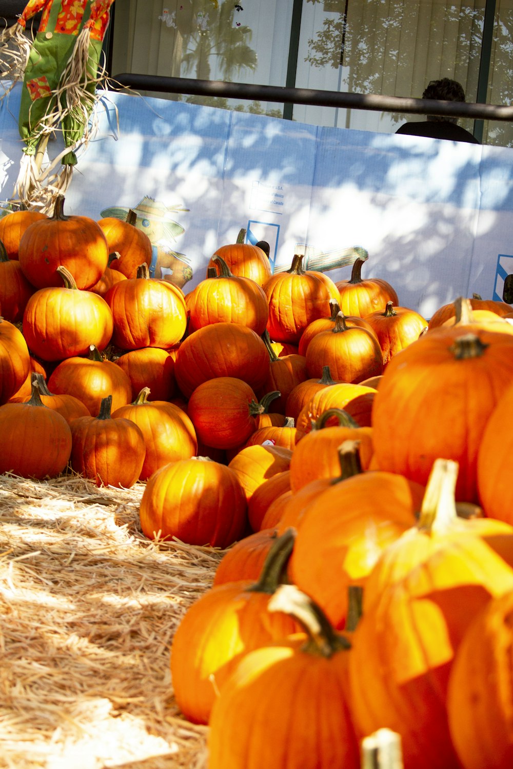 pile of orange squashes during daytime