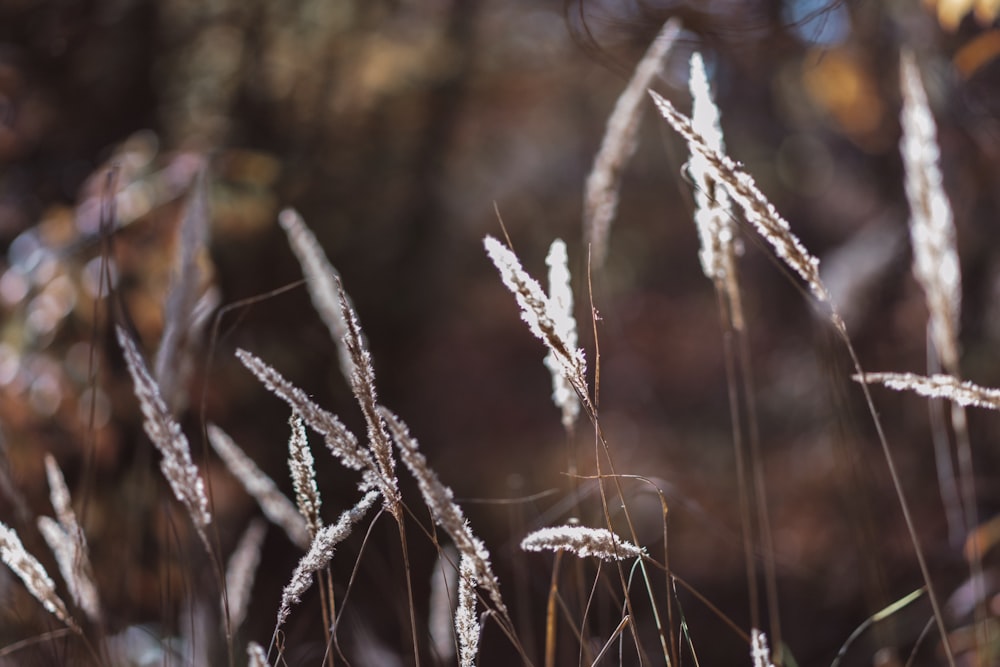 selective focus photography of white flowers during daytime