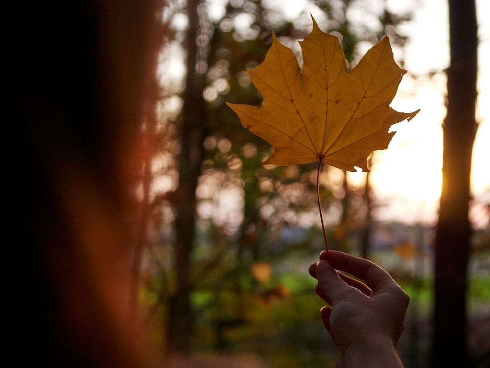 person holding maple leaf