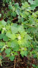 Close-up of young trees thriving after the monsoon rains, with fresh green leaves.